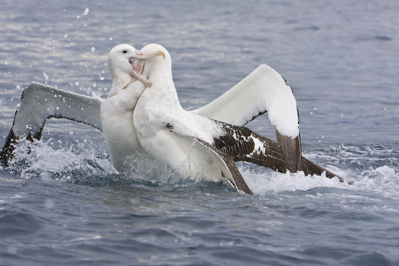 Wandering Albatross FIghting